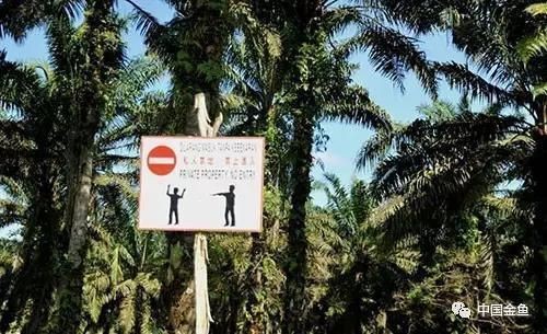 馬來西亞七彩神仙魚漁場，八哥的七彩神仙魚帶你參觀馬來西亞檳城的一家七彩神仙魚漁場 馬來西亞七彩神仙魚漁場，八哥的七彩神仙魚帶你參觀馬來西亞檳城的一家七彩神仙魚漁場 龍魚百科 第4張