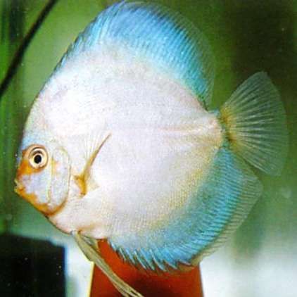 馬來西亞七彩神仙魚漁場，八哥的七彩神仙魚帶你參觀馬來西亞檳城的一家七彩神仙魚漁場 馬來西亞七彩神仙魚漁場，八哥的七彩神仙魚帶你參觀馬來西亞檳城的一家七彩神仙魚漁場 龍魚百科 第5張