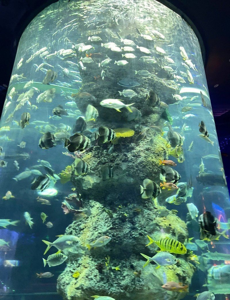 蕪湖水族館,揚的音樂館,蕪湖大白鯨 全國水族館企業名錄 第6張 蕪湖水族館,揚的音樂館,蕪湖大白鯨 蕪湖水族館,揚的音樂館,蕪湖大白鯨 全國水族館企業名錄 第6張