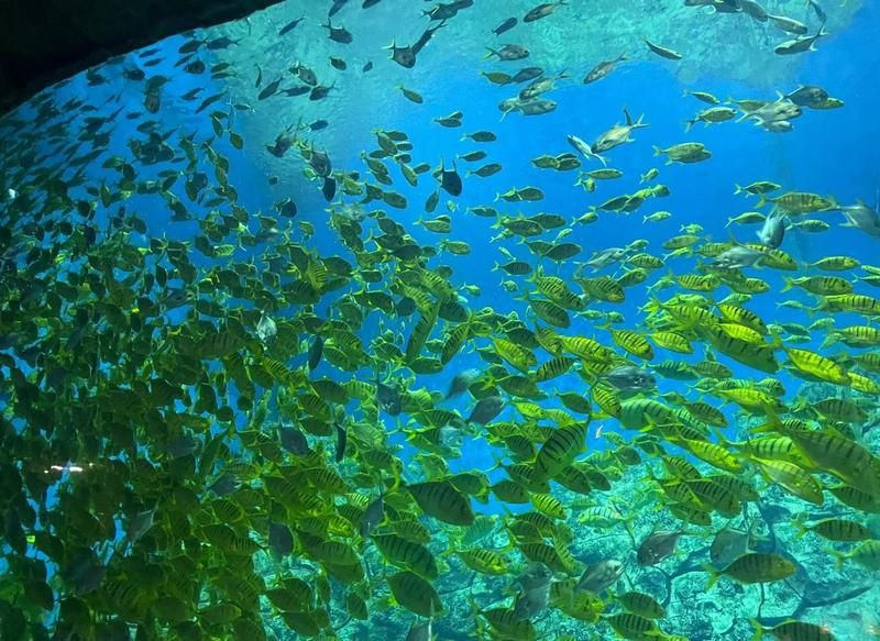 蕪湖水族館,揚的音樂館,蕪湖大白鯨 全國水族館企業名錄 第12張 蕪湖水族館,揚的音樂館,蕪湖大白鯨 蕪湖水族館,揚的音樂館,蕪湖大白鯨 全國水族館企業名錄 第12張