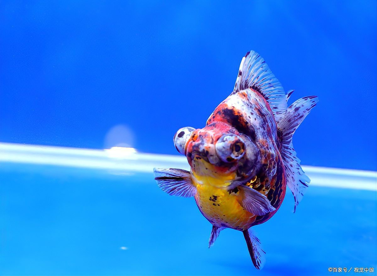 養(yǎng)魚養(yǎng)幾條比較吉利，《養(yǎng)魚幾條幾條比較吉利》