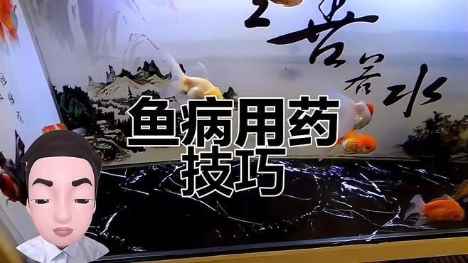 甲硝唑?qū)δ男~病有效？，養(yǎng)魚常備藥(甲硝唑)魚分享