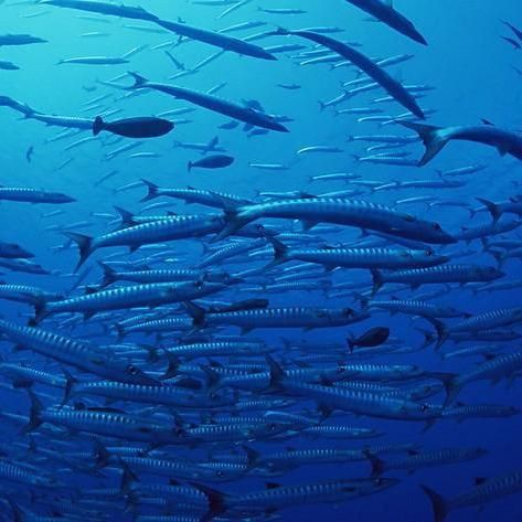 海洋十大劇毒生物，「海洋科普」大海中暗藏的危機(jī)可能遠(yuǎn)遠(yuǎn)超乎你的想象