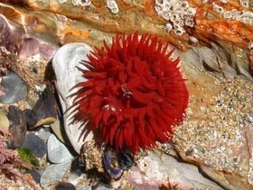 海洋十大劇毒生物，「海洋科普」大海中暗藏的危機可能遠遠超乎你的想象