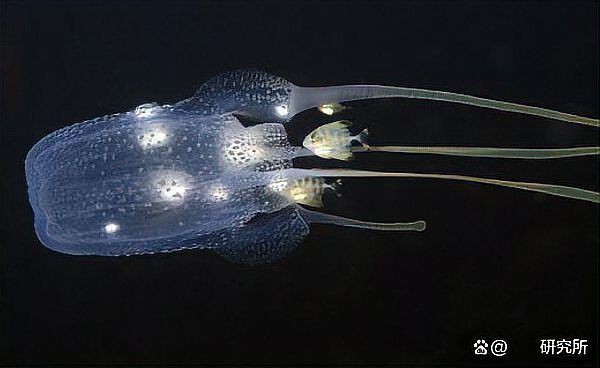 海洋十大劇毒生物，「海洋科普」大海中暗藏的危機(jī)可能遠(yuǎn)遠(yuǎn)超乎你的想象