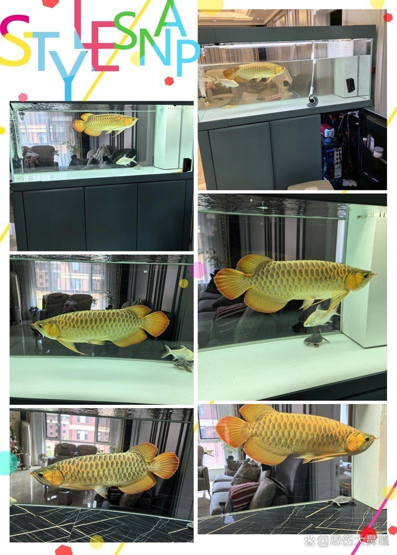 養金龍用什么顏色背景，養金龍適宜背景顏色