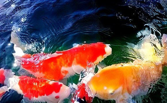 漢中魚缸維護，漢中地區的魚缸維護需注重多個關鍵環節，漢中魚缸維護需注意