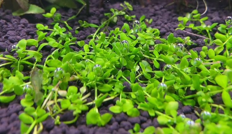 普蘭店水族店，大連普蘭店水族市場規模有多大大溪生態水族館怎么樣