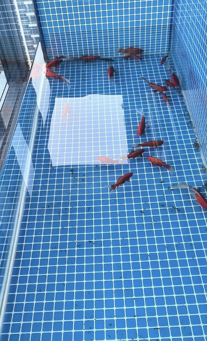 二手魚缸交易平臺，二手魚缸交易平臺發展趨勢分析