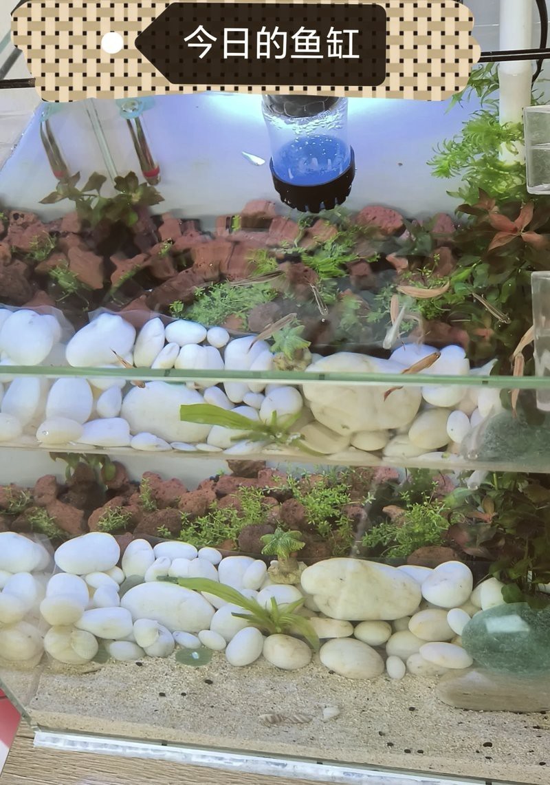 二手魚缸交易平臺，二手魚缸交易平臺發展趨勢分析