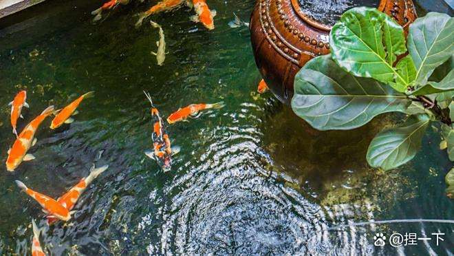 佛說家里養魚的因果，佛教養魚之道