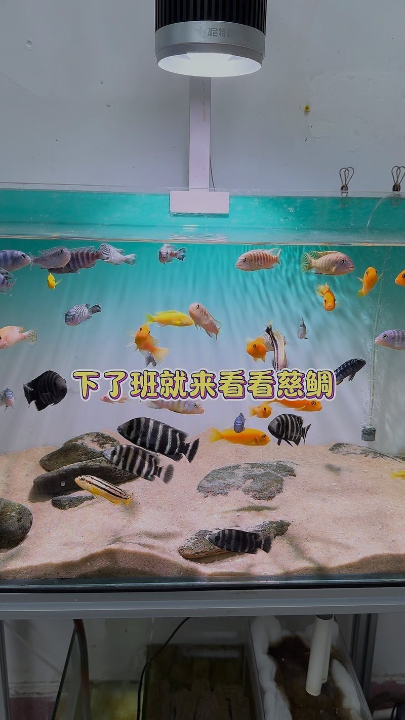 三湖魚什么品種最好賣，《三湖魚什么品種最好賣》