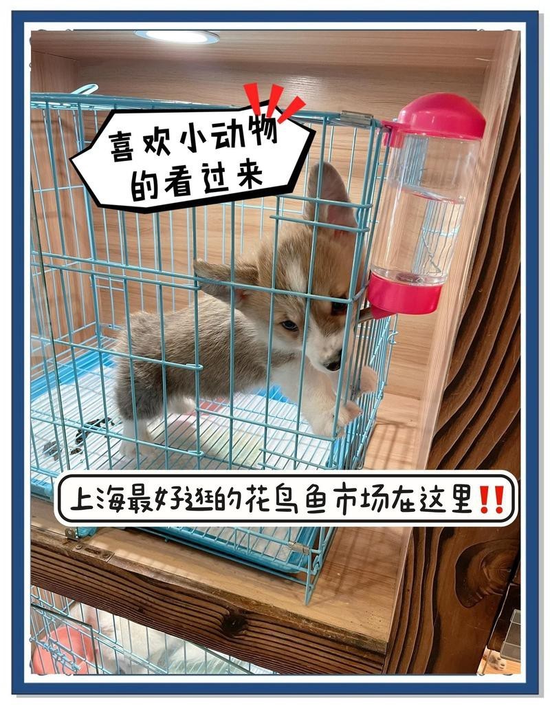 上海最大花鳥市場(chǎng)排名，上海最大的花鳥市場(chǎng)