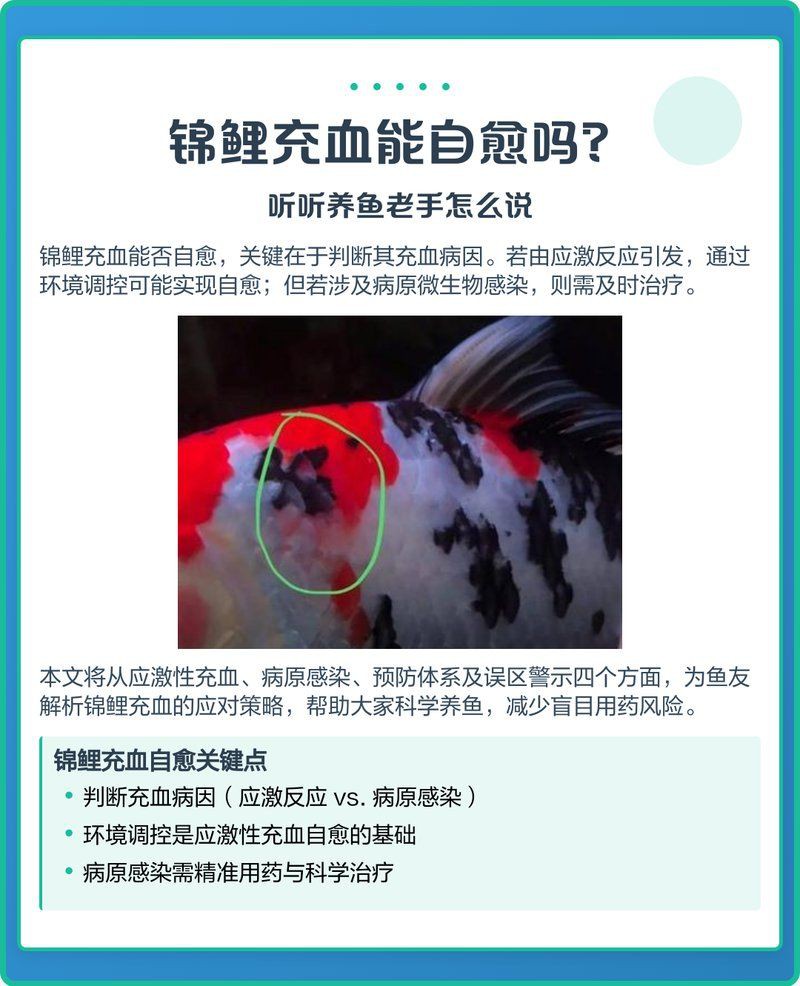 白錦鯉身體發(fā)紅會自愈嗎？，《白錦鯉身體發(fā)紅會自愈嗎》錦鯉充血能自愈嗎聽聽養(yǎng)魚老手怎