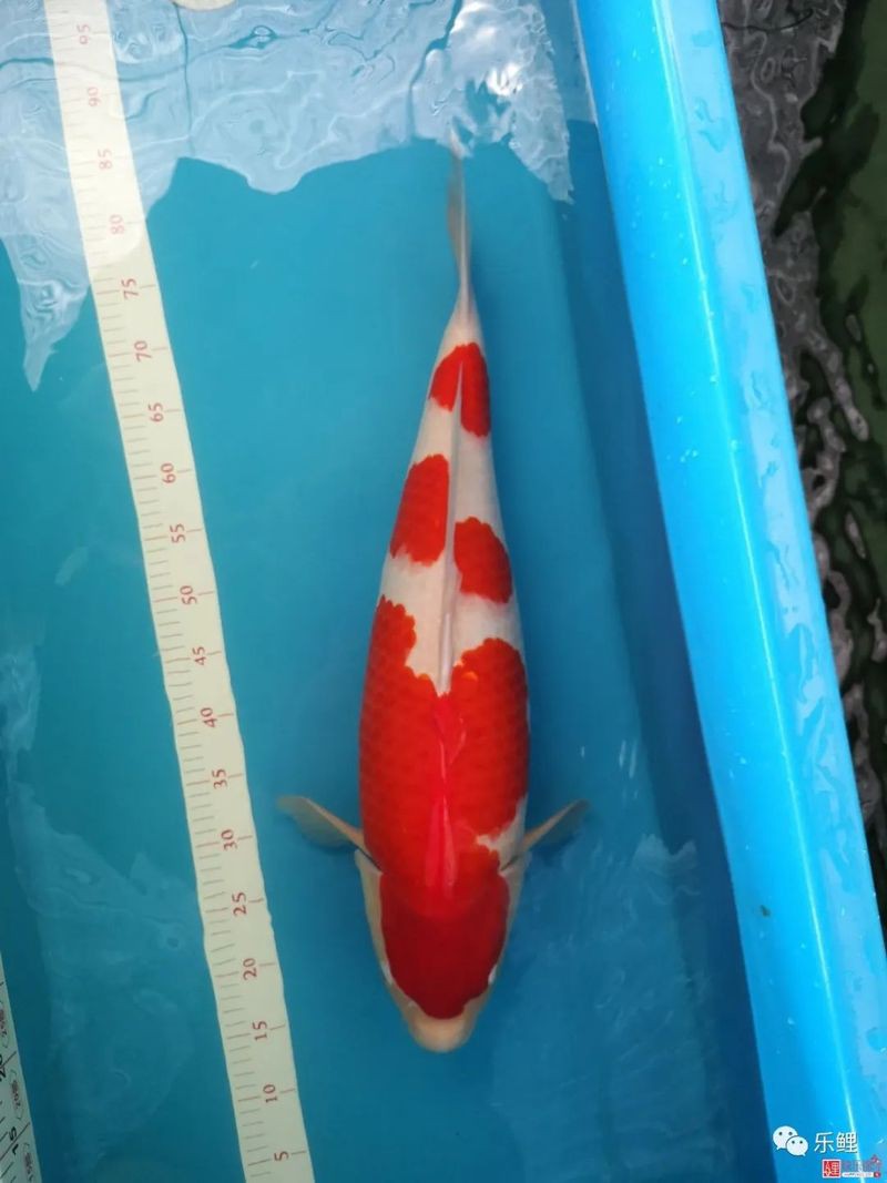 丹頂與丸頂哪個好，丸頂與丹頂哪個好 丹頂與丸頂哪個好，丸頂與丹頂哪個好 龍魚論壇 第3張