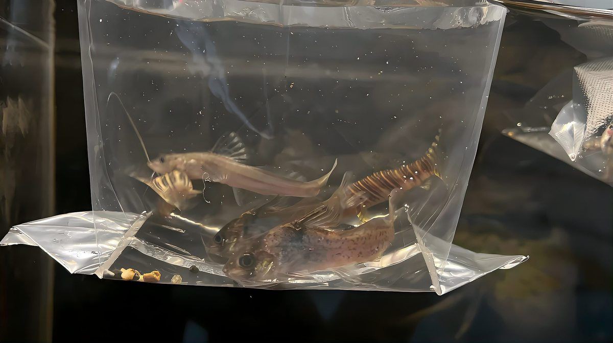 立放深缸最忌三種魚(yú)，《立放深缸最忌三種魚(yú)》