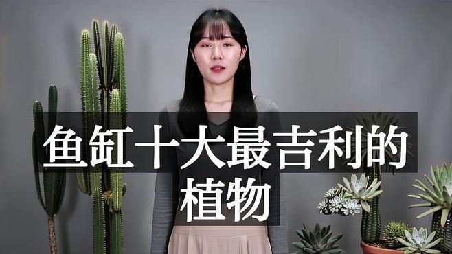 魚缸周圍應該擺放哪些植物？，《魚缸周圍植物選擇》本文聚焦于魚缸周圍適宜擺放的植物