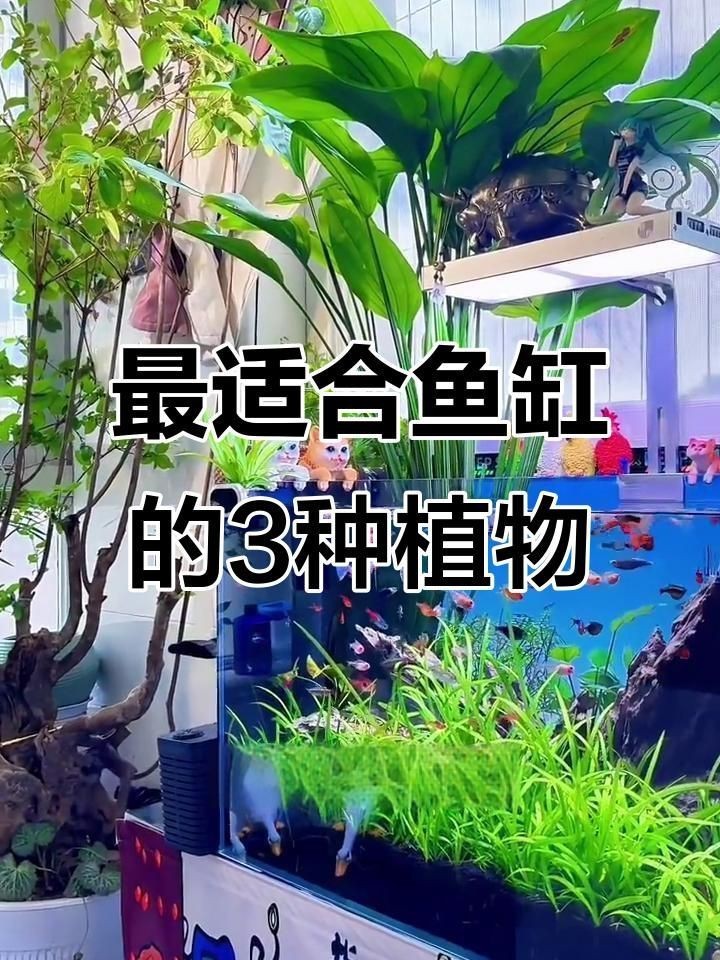 魚缸周圍應(yīng)該擺放哪些植物？，《魚缸周圍植物選擇》本文聚焦于魚缸周圍適宜擺放的植物