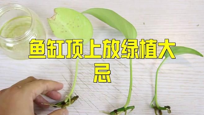 魚缸周圍應該擺放哪些植物？，《魚缸周圍植物選擇》本文聚焦于魚缸周圍適宜擺放的植物