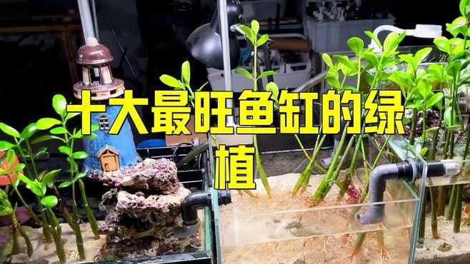 魚缸周圍應該擺放哪些植物？，《魚缸周圍植物選擇》本文聚焦于魚缸周圍適宜擺放的植物