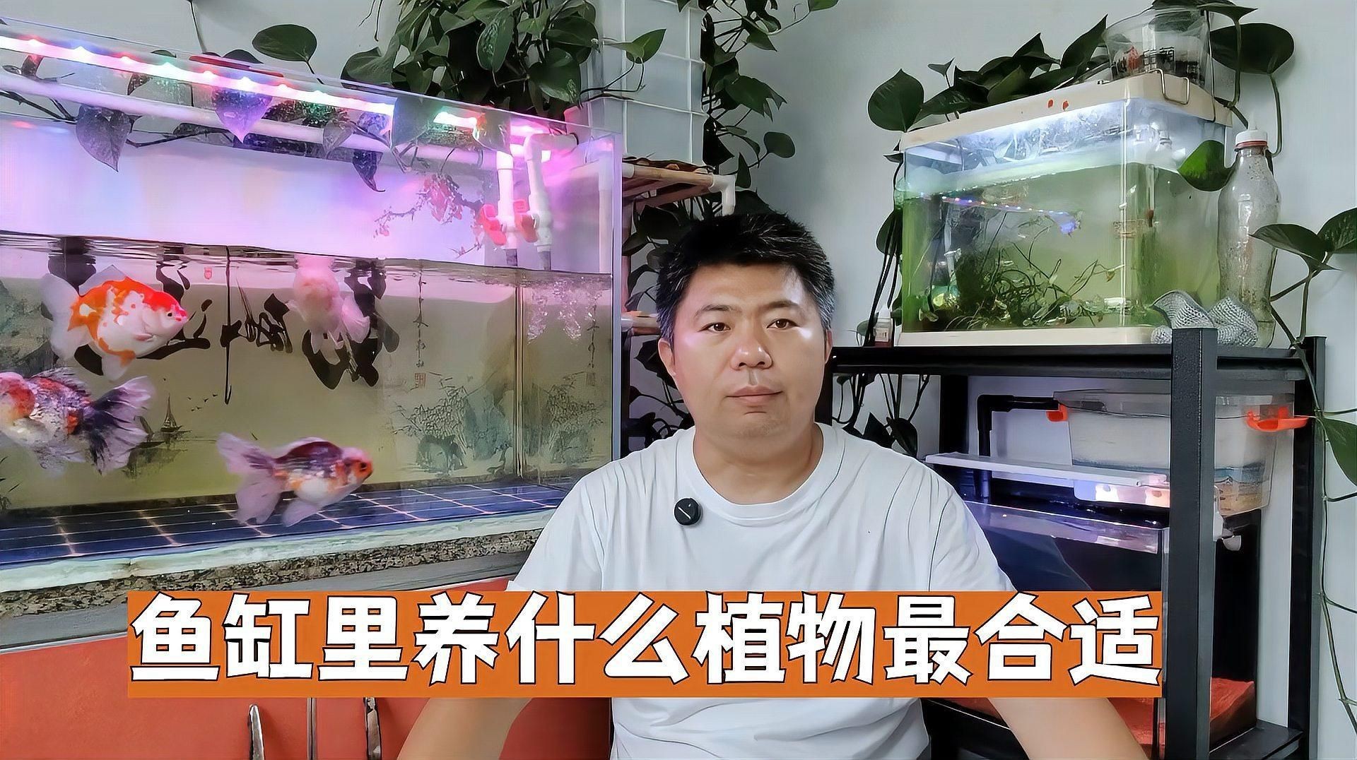 魚缸周圍應(yīng)該擺放哪些植物？，《魚缸周圍植物選擇》本文聚焦于魚缸周圍適宜擺放的植物