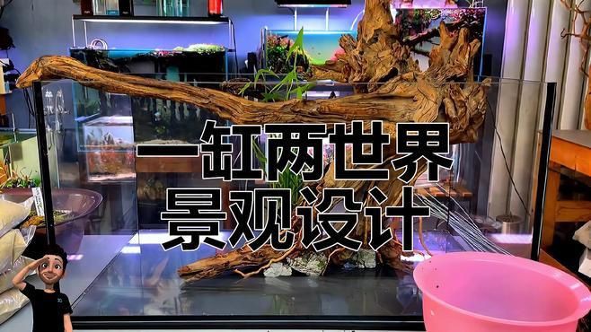 魚缸周圍應該擺放哪些植物？，《魚缸周圍植物選擇》本文聚焦于魚缸周圍適宜擺放的植物