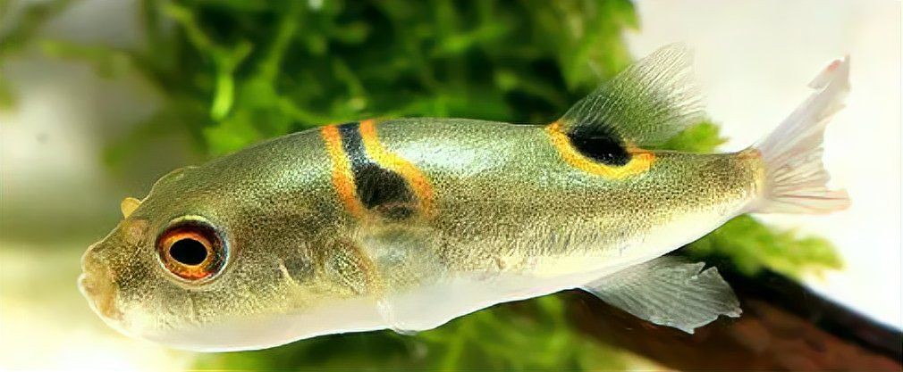 狗頭魚最忌三種魚，《狗頭魚最忌三種魚》在海洋生態中的生存法則6