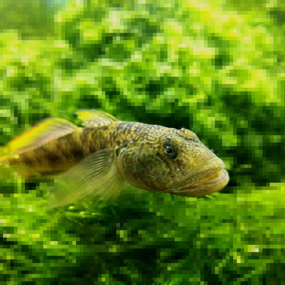 狗頭魚最忌三種魚，《狗頭魚最忌三種魚》在海洋生態中的生存法則6