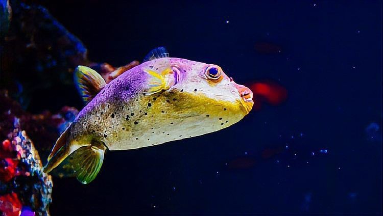 狗頭魚最忌三種魚，《狗頭魚最忌三種魚》在海洋生態中的生存法則6