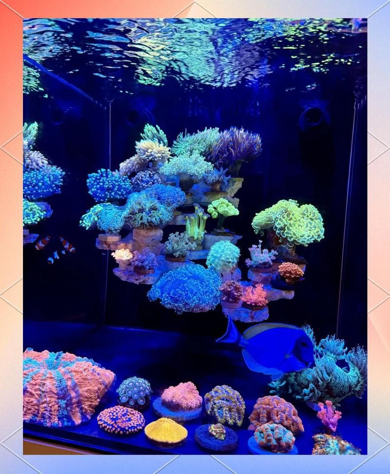 狗頭魚最忌三種魚，《狗頭魚最忌三種魚》在海洋生態中的生存法則6