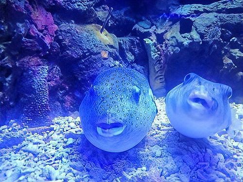 狗頭魚最忌三種魚，《狗頭魚最忌三種魚》在海洋生態中的生存法則6