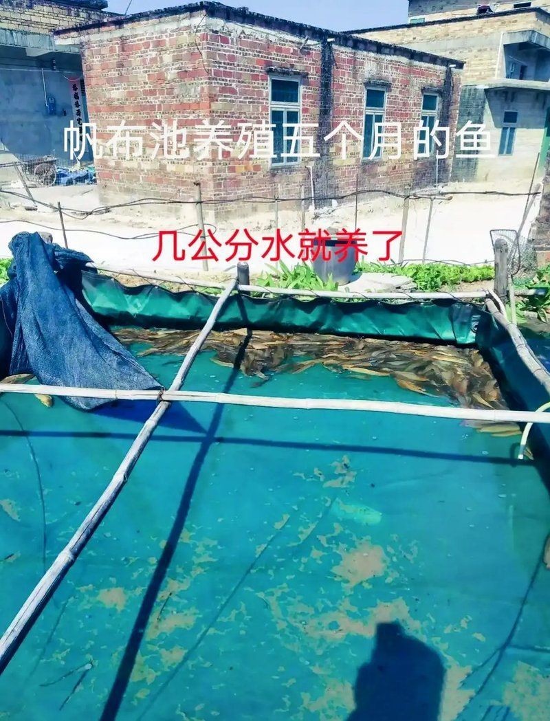 細菌性魚病用什么藥最有效，《細菌性魚病用藥有效性探討》在水產養殖中