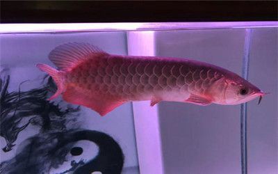 神木龍魚店，——神木龍魚擺件的典型征兆 神木龍魚店，——神木龍魚擺件的典型征兆 全國水族館企業名錄 第5張