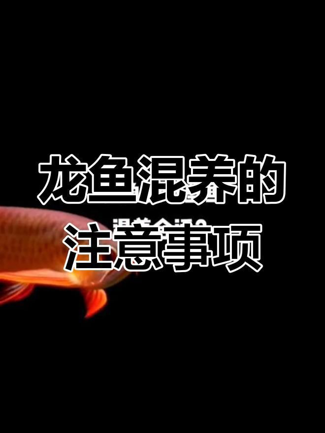 混養龍魚時如何避免爭斗？，混養龍魚如何避免爭斗