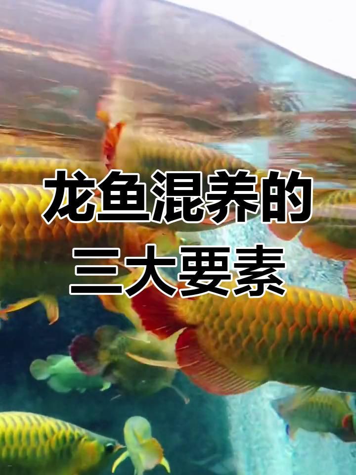 混養龍魚時如何避免爭斗？，混養龍魚如何避免爭斗