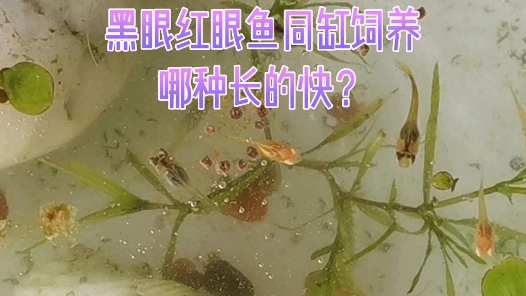 孔雀魚紅眼和黑眼哪個好，孔雀魚和黑眼睛孔雀魚同缸飼養(yǎng)哪種長的快嗶哩嗶哩
