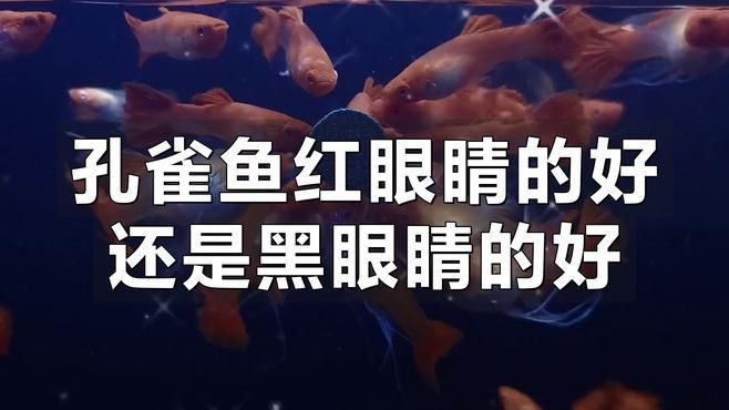 孔雀魚紅眼和黑眼哪個好，孔雀魚和黑眼睛孔雀魚同缸飼養(yǎng)哪種長的快嗶哩嗶哩
