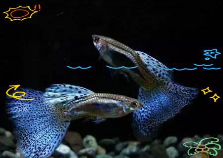 孔雀魚紅眼和黑眼哪個好，孔雀魚和黑眼睛孔雀魚同缸飼養哪種長的快嗶哩嗶哩 孔雀魚紅眼和黑眼哪個好，孔雀魚和黑眼睛孔雀魚同缸飼養哪種長的快嗶哩嗶哩 龍魚百科 第5張