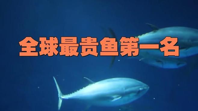 全球最貴魚第一名，世界上十種非常貴的魚,你認識幾種呢