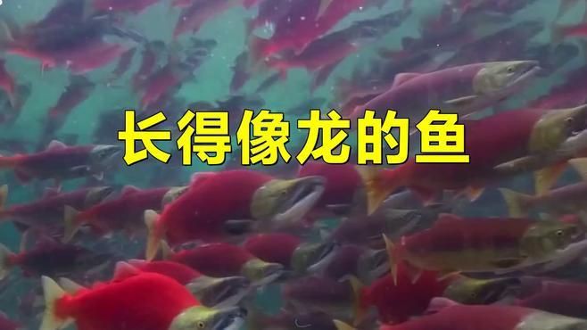 類似龍魚的小型魚，《類似龍魚的小型魚》