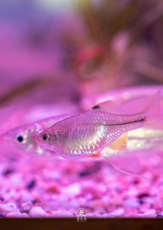 姑蘇水族店，姑蘇區(qū)有哪些水族店？