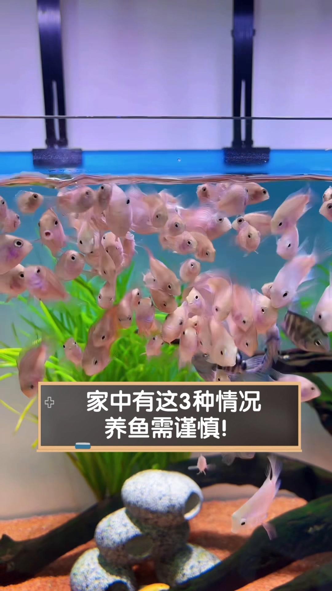為什么不建議家里養魚，《為什么不建議家里養魚》 為什么不建議家里養魚，《為什么不建議家里養魚》 龍魚論壇 第1張