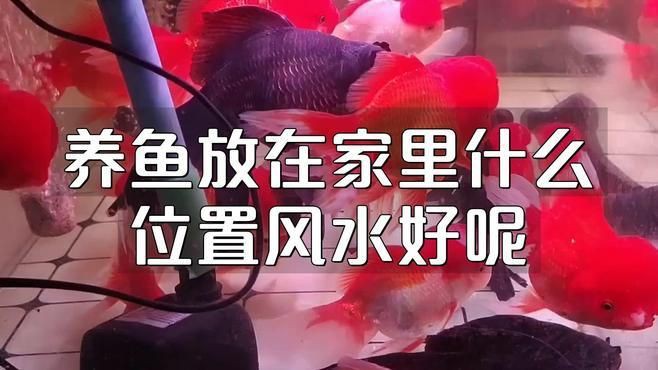 客廳魚缸放哪里位置風(fēng)水好，《客廳魚缸放哪里位置風(fēng)水好》客廳魚缸擺放位置關(guān)乎家居風(fēng)水