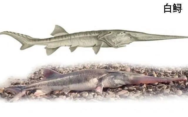 電鰻是國家保護動物嗎，寵物網在野外放生電鰻是國家保護動物嗎寵物網在野外放生電鰻違法嗎