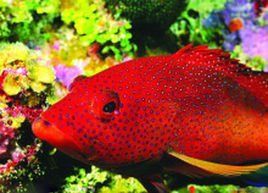 溪石斑混養要咬魚嗎，溪石斑混養要咬魚嗎李漫漫映畫李漫漫映畫李漫漫映畫