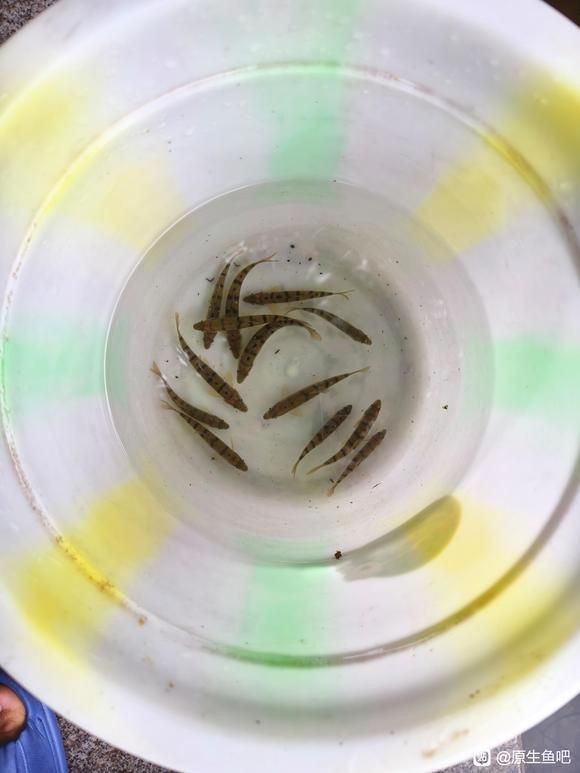 溪石斑混養要咬魚嗎，溪石斑混養要咬魚嗎李漫漫映畫李漫漫映畫李漫漫映畫