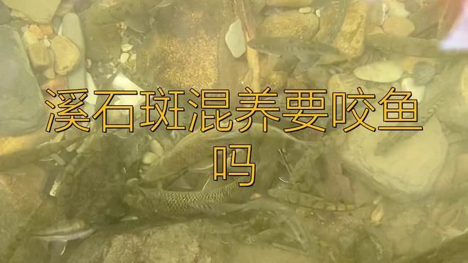 溪石斑混養要咬魚嗎，溪石斑混養要咬魚嗎李漫漫映畫李漫漫映畫李漫漫映畫