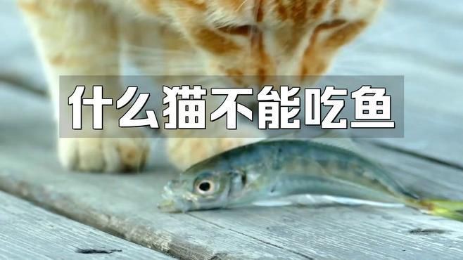 貓咪禁止吃的七種魚，貓咪吃這些魚千萬別給貓咪吃