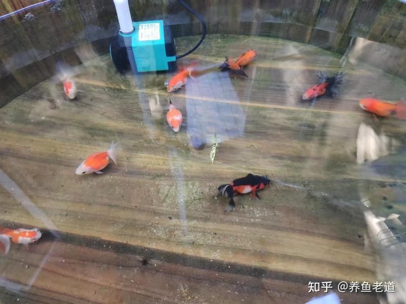 玫瑰丹魚會跳缸嗎，養魚老道，新手宿舍養魚指南:玫瑰丹魚的養護要點麻辣薛寶釵