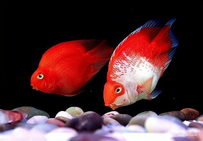 冷水鸚鵡魚最忌三個東西，養(yǎng)鸚鵡魚的禁忌 冷水鸚鵡魚最忌三個東西，養(yǎng)鸚鵡魚的禁忌 龍魚百科 第1張